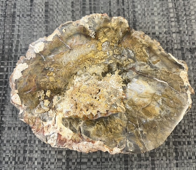 🌳 Tranche de Bois Fossilisé naturel – Pièce unique
