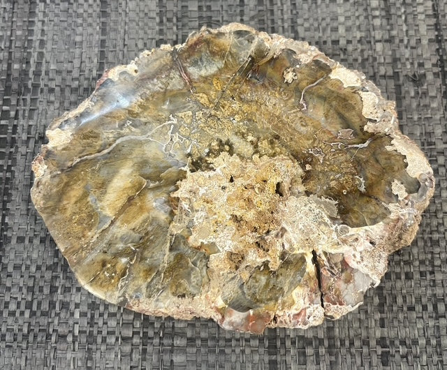 🌳 Tranche de Bois Fossilisé naturel – Pièce unique
