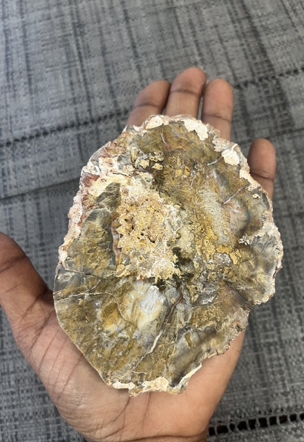 🌳 Tranche de Bois Fossilisé naturel – Pièce unique
