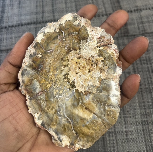 🌳 Tranche de Bois Fossilisé naturel – Pièce unique