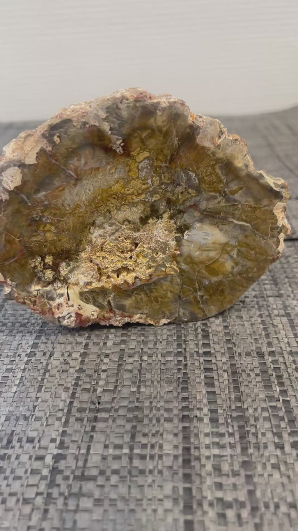 🌳 Tranche de Bois Fossilisé naturel – Pièce unique